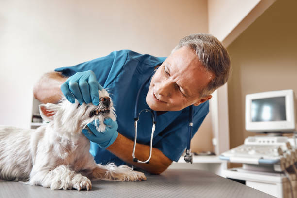 Best Tooth Infection Emergency Dentist  in Lincoln Center, KS